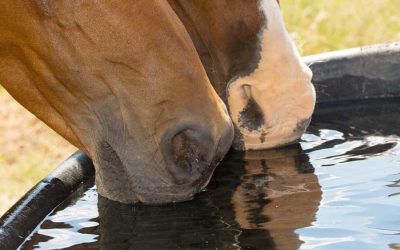 Hot Weather And Horseback Riding: What You Need To Know