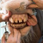 Dental care for your horse