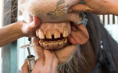 Overview Of Equine Dental Care