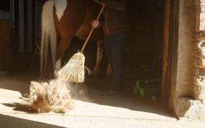 Fly Control Around Your Barn