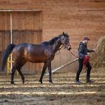 Natural Horsemanship