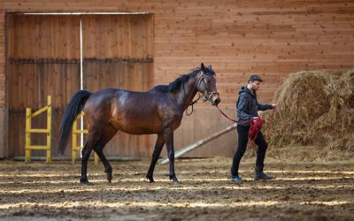 What Is Natural Horsemanship: Clearing Up The Myths