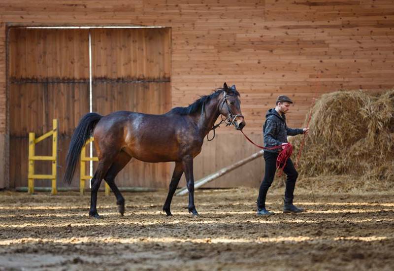 Natural Horsemanship