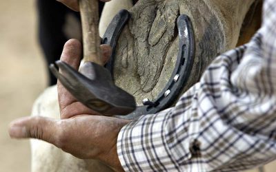 Shoeing A Horse Versus Bare Hoof