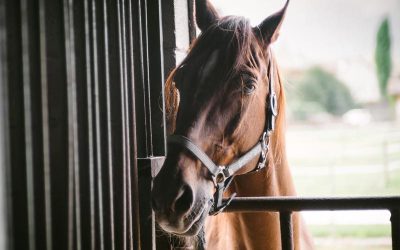 Helpful Tips For Buying Your First Horse