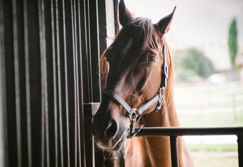 Tips for buying your first horse