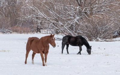 Benefits Of Listing Your Horse Property In The Winter