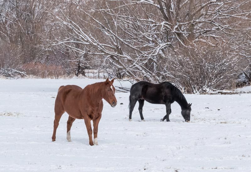 Buy horse property in the winter